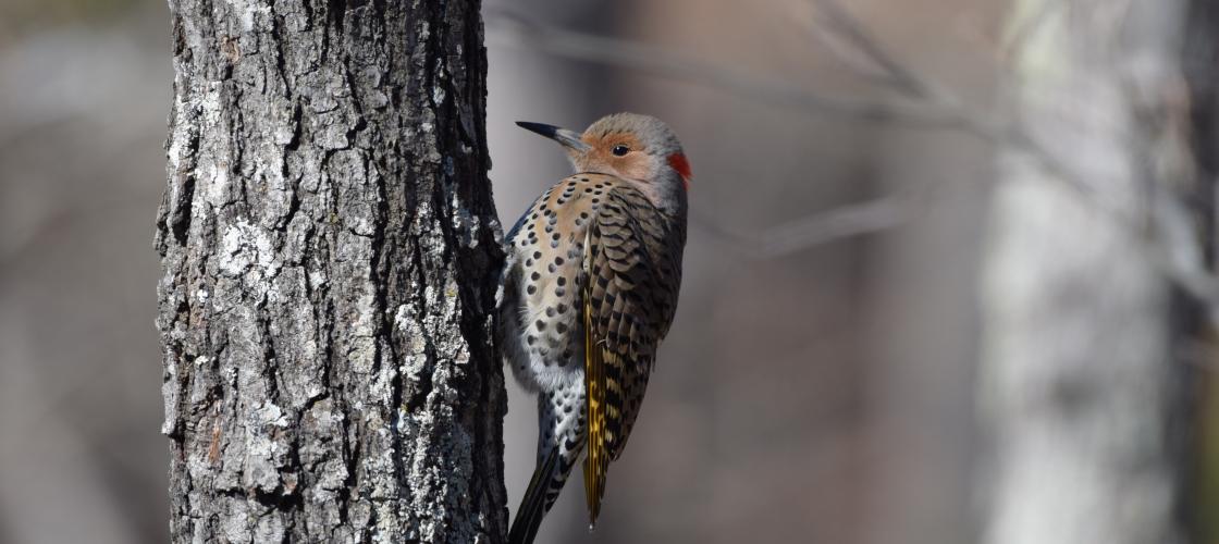 A female northern flicker is perched on the side of a tree. She lacks the characteristic black mustache of the male, but has a vivid red patch on the back of her head. 