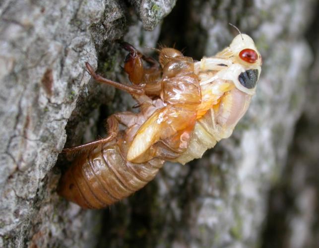 periodical cicada molting