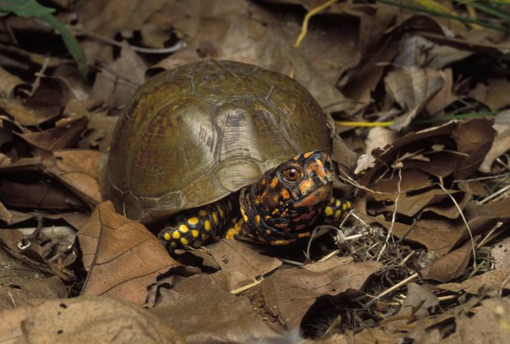 Three-toed box turtle on forest floor