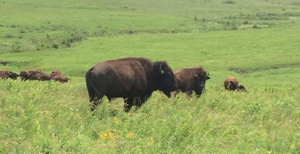 Several bison on grasslands with bull bison in foreground