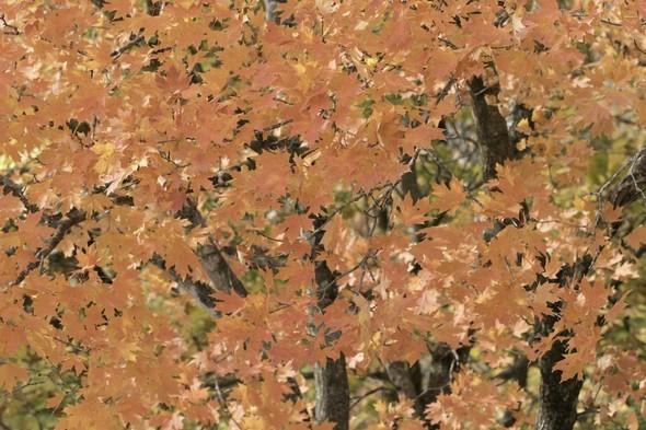 fall leaf colors