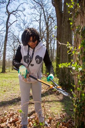 A girl removes invasive plants from a St. Louis park