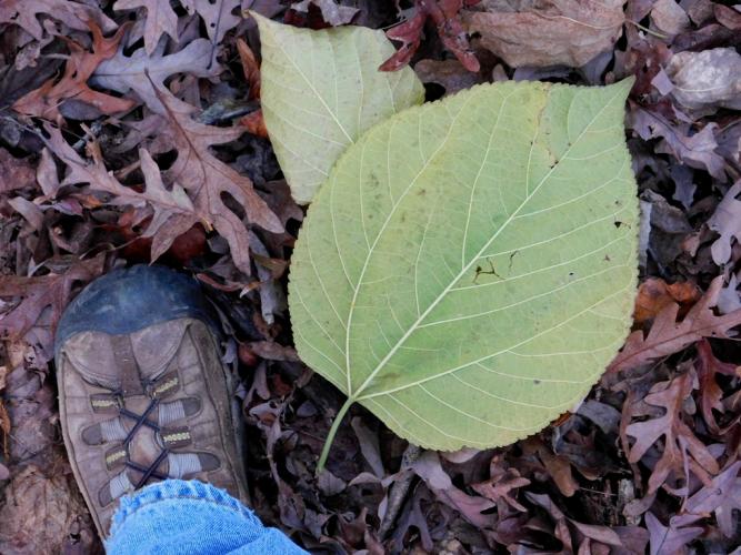 Fallen red mulberry leaf, yellow, lying on leaf litter, with a hiking boot nearby for scale