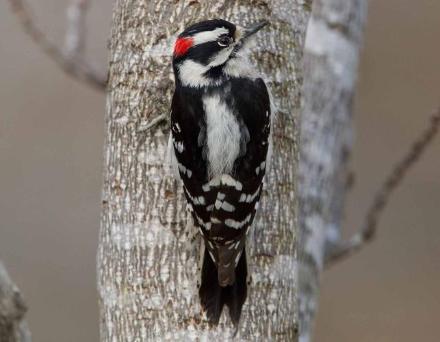 Photo of a downy woodpecker perched on the side of a tree trunk, viewed from back.