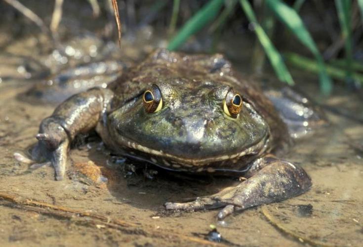 Bullfrog in water
