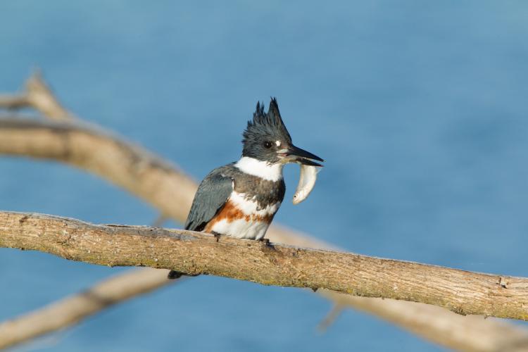 Belted Kingfisher female with fish