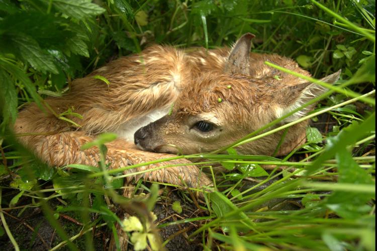 Young Fawn in Grass