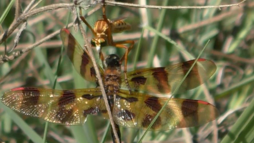 Robber Fly attacks Halloween Pennant Dragonfly