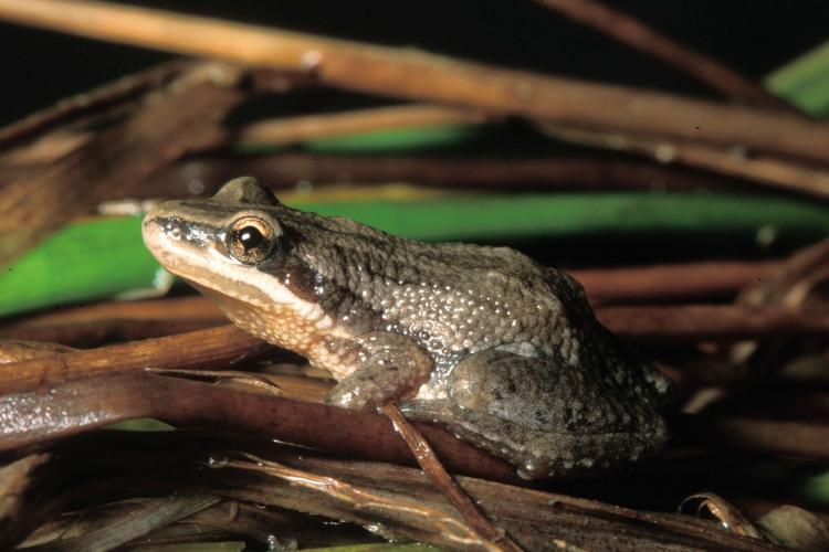 Photo of a western chorus frog