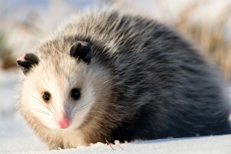 Opossum in snow