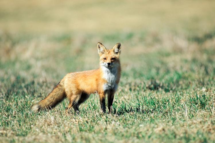  red fox standing in a yard