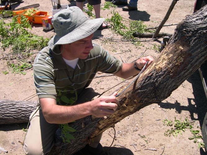 Scientist using a drawknife to expose thousand cankers disease
