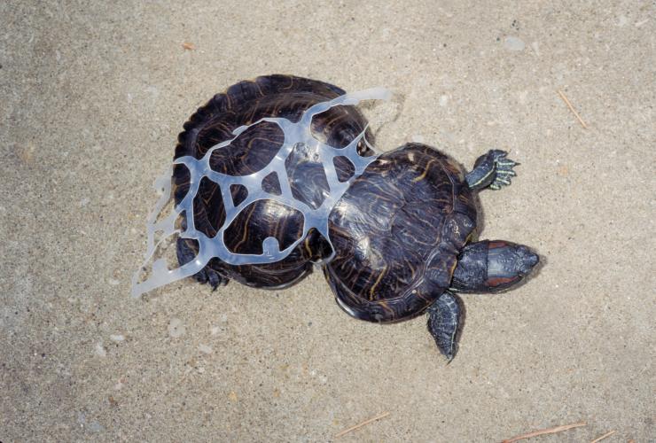 A turtle whose shell has grown around a plastic soft-drink ring, giving it an hourglass shape.