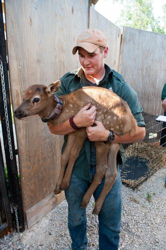 Elk calf being released