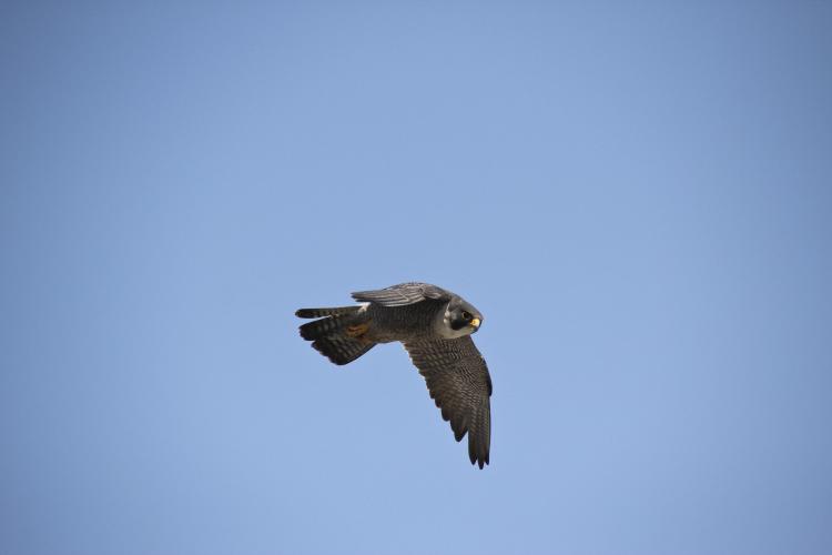 Falcon in the Sky in Kansas City