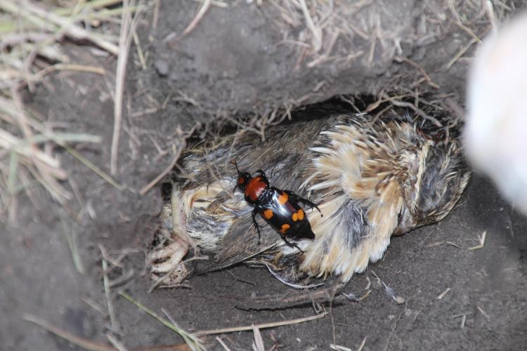 American burying beetle feeds on dead pen-raised quail