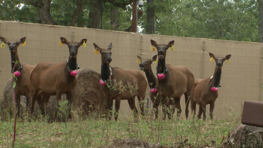 Cow elk wearing pink GPS collars are standing in the holding pen.