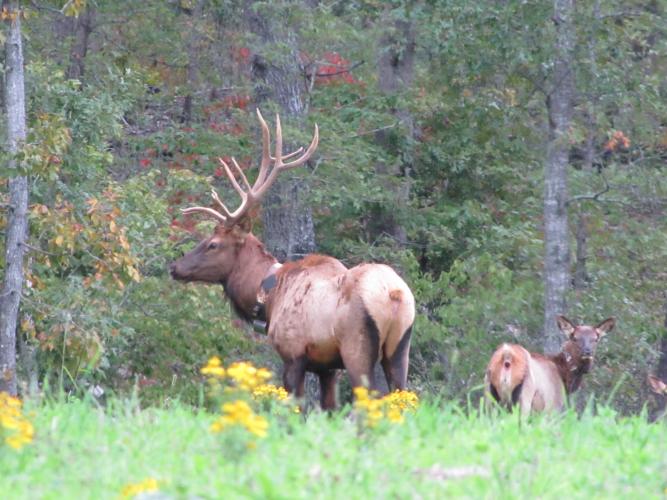 Bull and cow elk at Peck Ranch Conservation Area