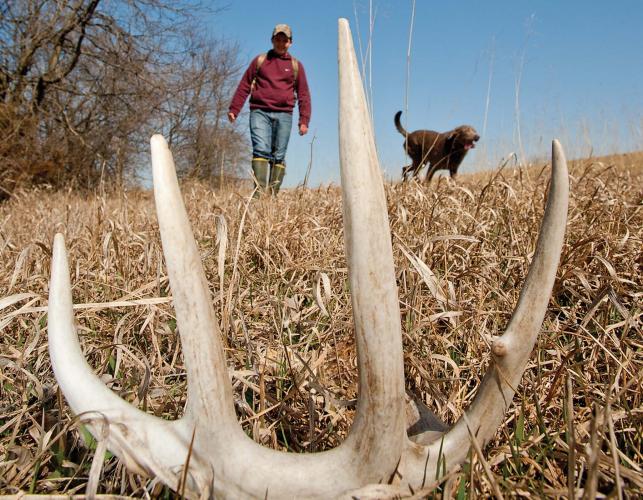 looking for antler sheds in a field