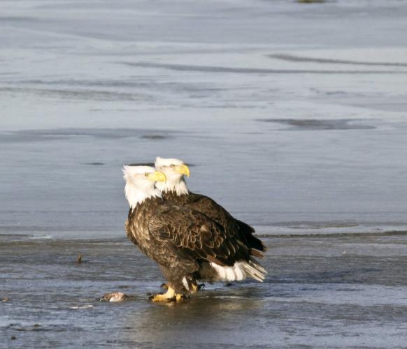 Bald Eagles on Frozen Lake
