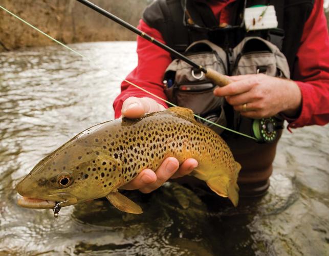 Fly Fishing For Trout
