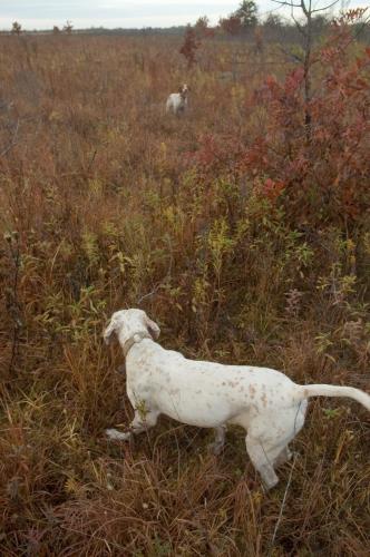 This photo shows two hunting dogs on point.