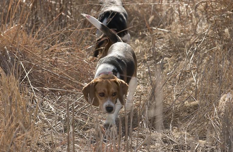 Three beagle hounds are walking in a line, on the trail of a rabbit.