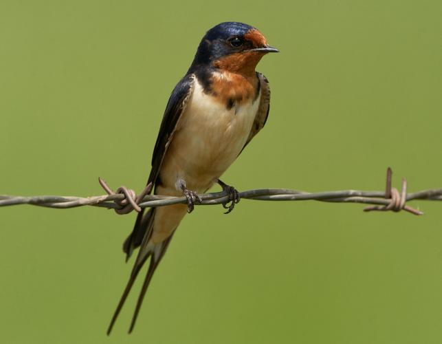 Photo of an adult barn swallow perched on barbed wire.