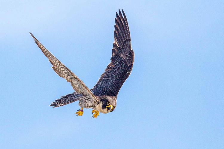 Falcon take flight against a clear blue sky