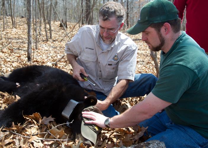 MDC staff putting a GPS collar on a black bear