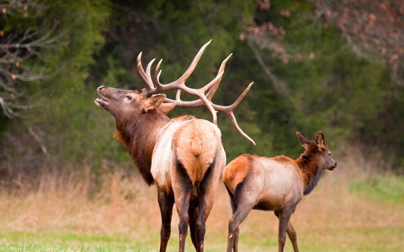 bugling bull elk at Peck Ranch