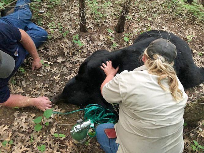 MDC state vet with sedated black bear.