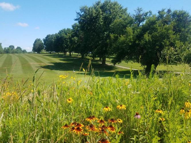 A pollinator plot created at Cameron Golf Course in northwest Missouri.