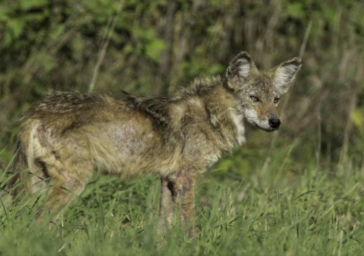 A coyote stands in a grass field.