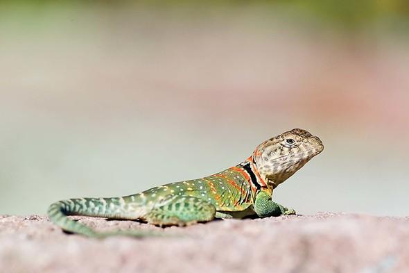 Collared Lizard resting on a glade.