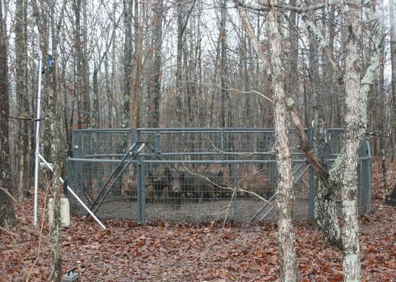 Feral hogs are shown captured in a large corral trap.