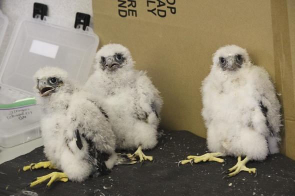 banded falcon chicks