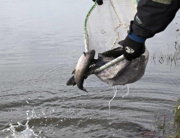 Stocking trout in Kearney's Jesse James Park Lake
