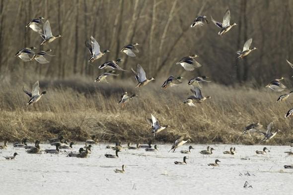 Mallards in flight and on pond at Duck Creek