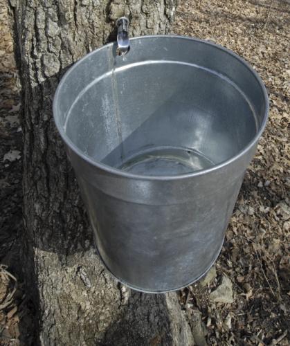 Bucket with maple sap