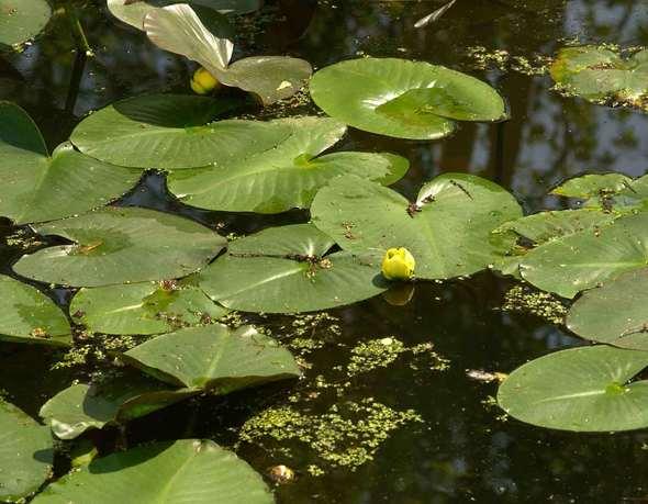 Lilly pads on a pond.
