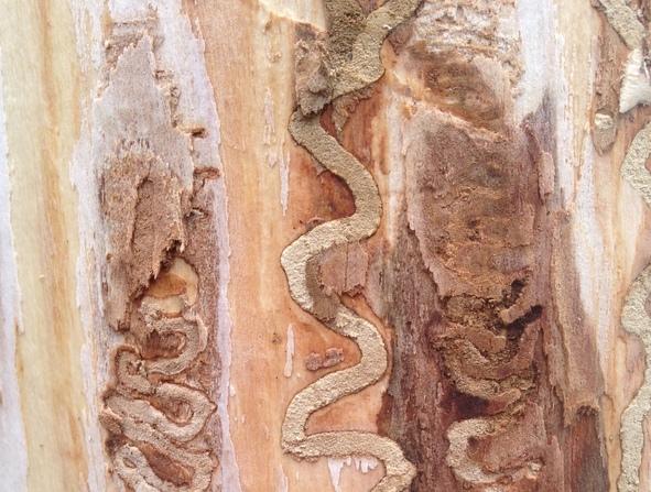 Emerald Ash Borer (EAB) larvae make distinct, S-shaped galleries under the bark of ash trees. 