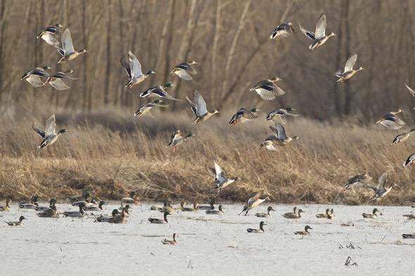 Ducks taking off out of wetlands.