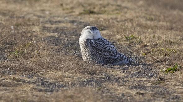 Snow owl laying on ground.
