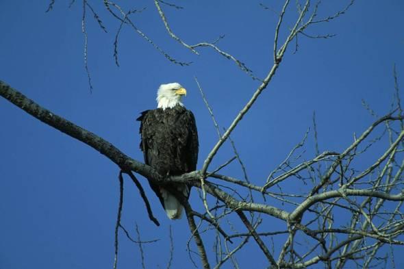 Bald eagle resting on a branch in a tree.