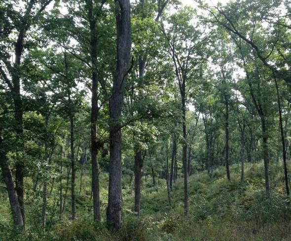 A stand of trees at Sugar Creek Conservation Area