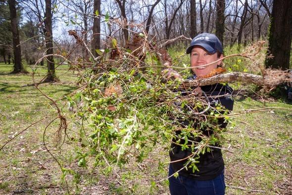 Volunteer removes bush honeysuckle
