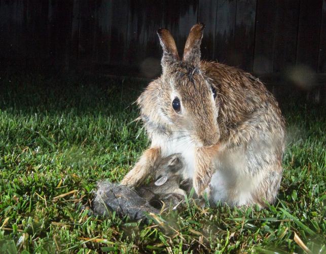 Mother rabbit feeding young