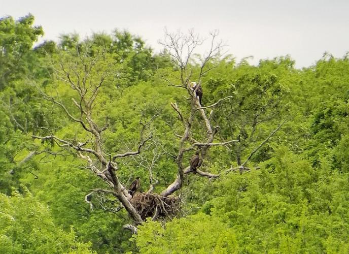 Bald eagles near their nest in a tree