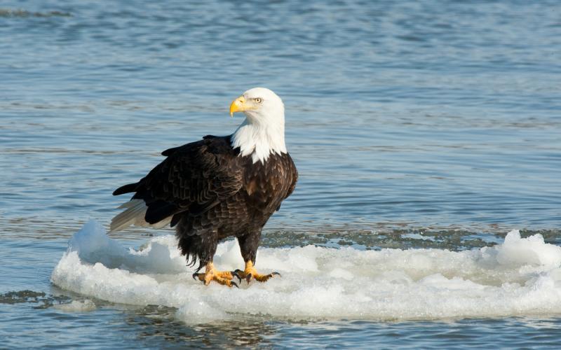 bald eagle perched on ice